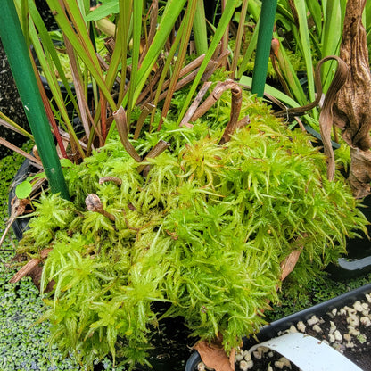 Temperate Sphagnum moss live 1 QT