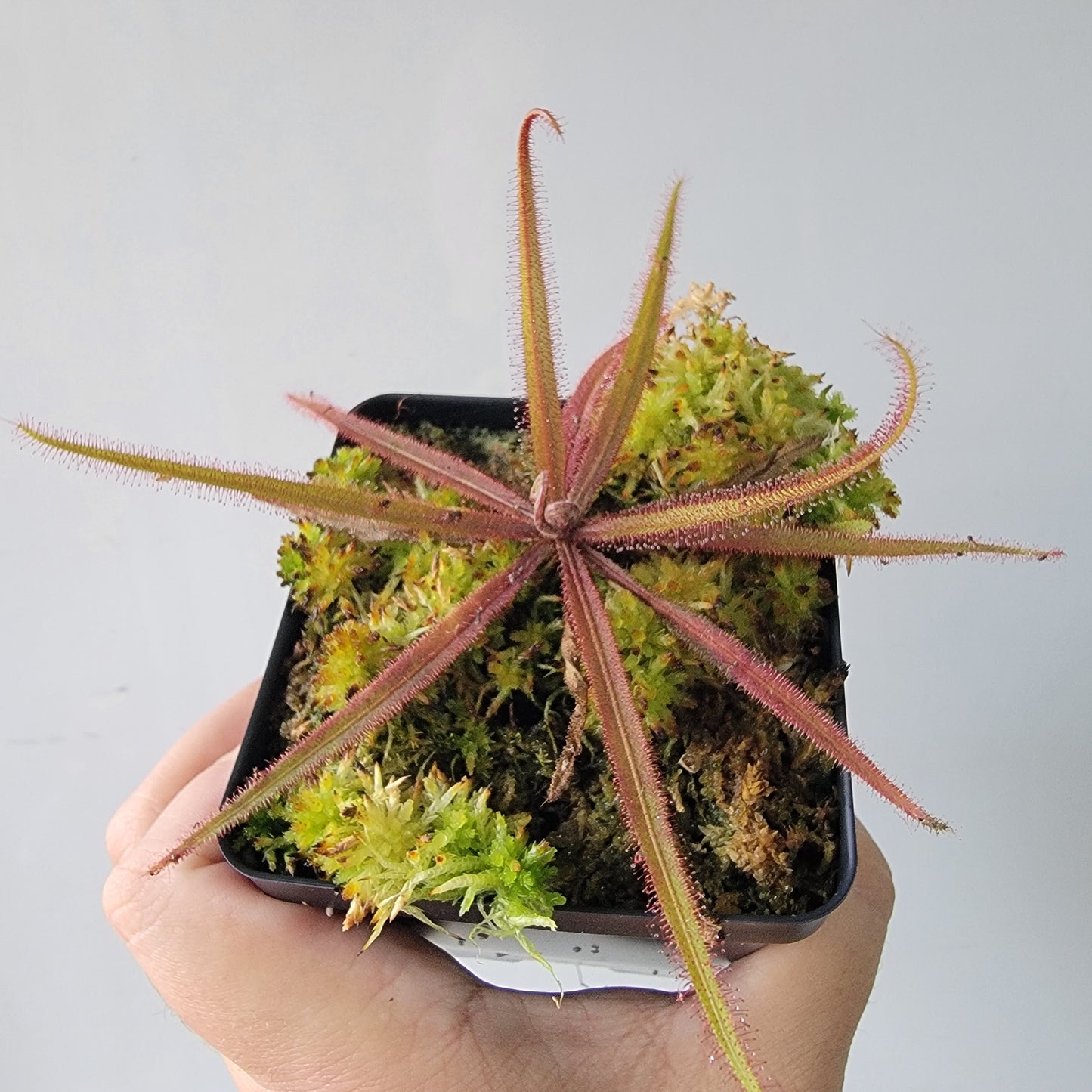 Drosera adelae 'Giant'