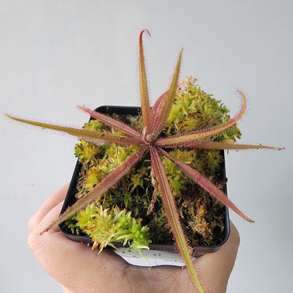 Drosera adelae 'Giant'