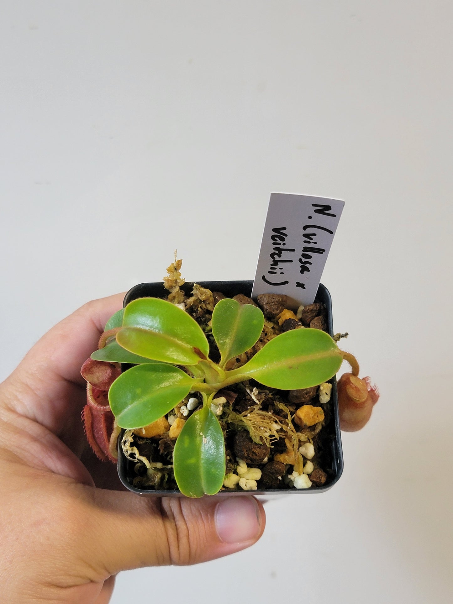 Nepenthes villosa x veitchii (striped peristome) BE