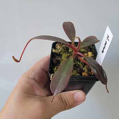 Nepenthes peltata BE *Select Clone*