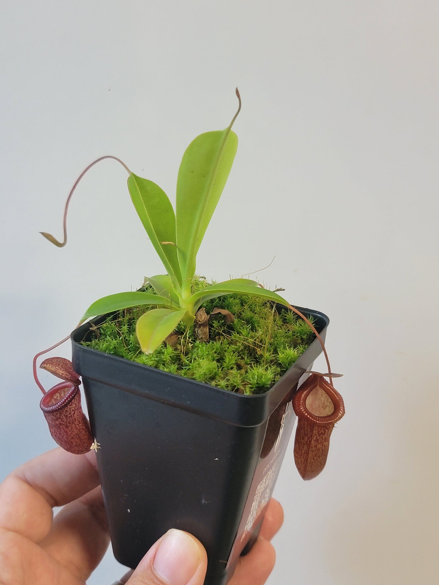 Nepenthes ventricosa x sibuyanensis x flava EP