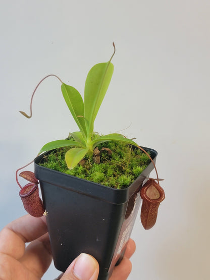Nepenthes ventricosa x sibuyanensis x flava EP