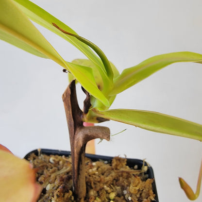 Nepenthes ventricosa 'HI clone'