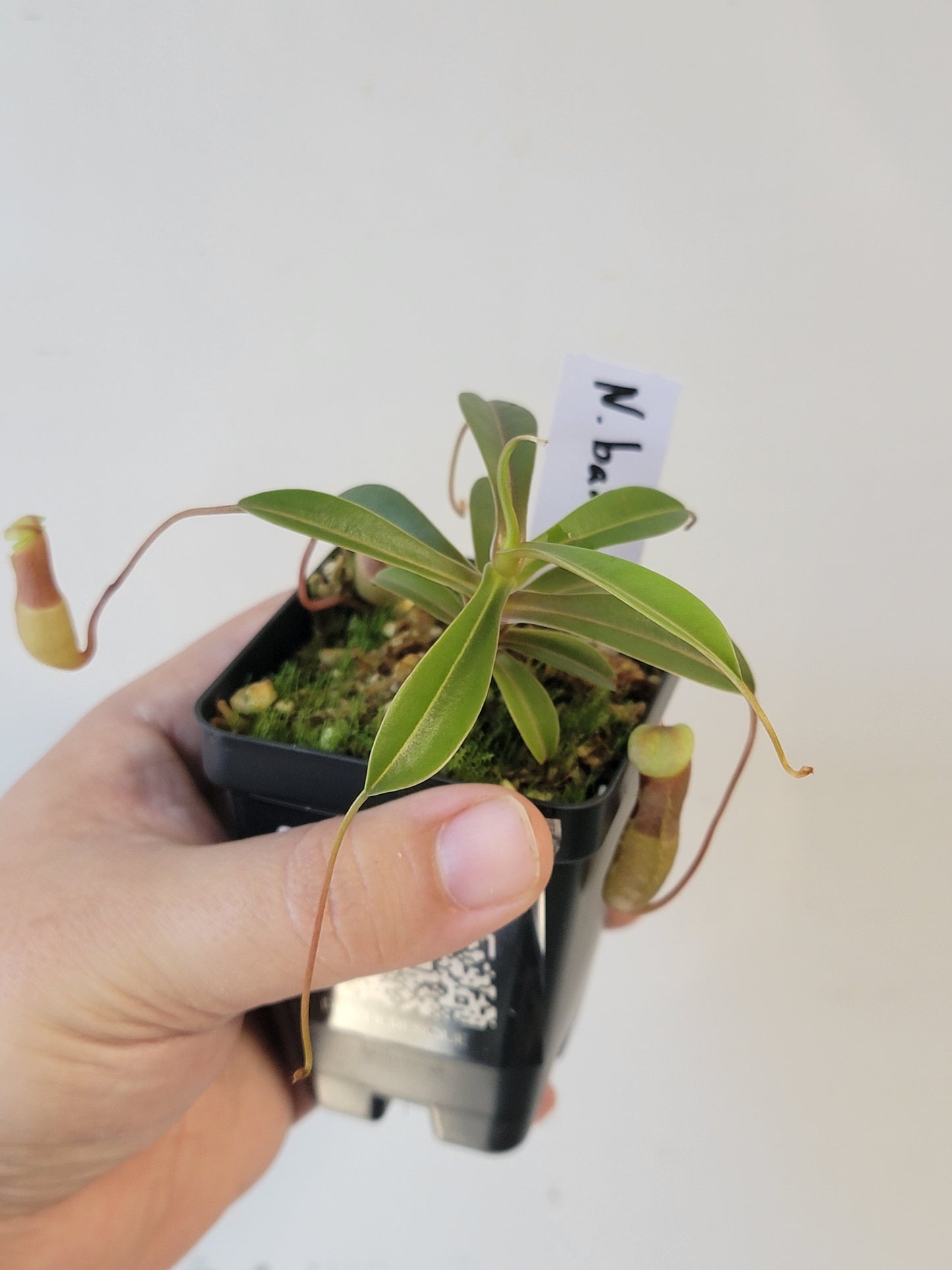 Nepenthes barcelonae BE