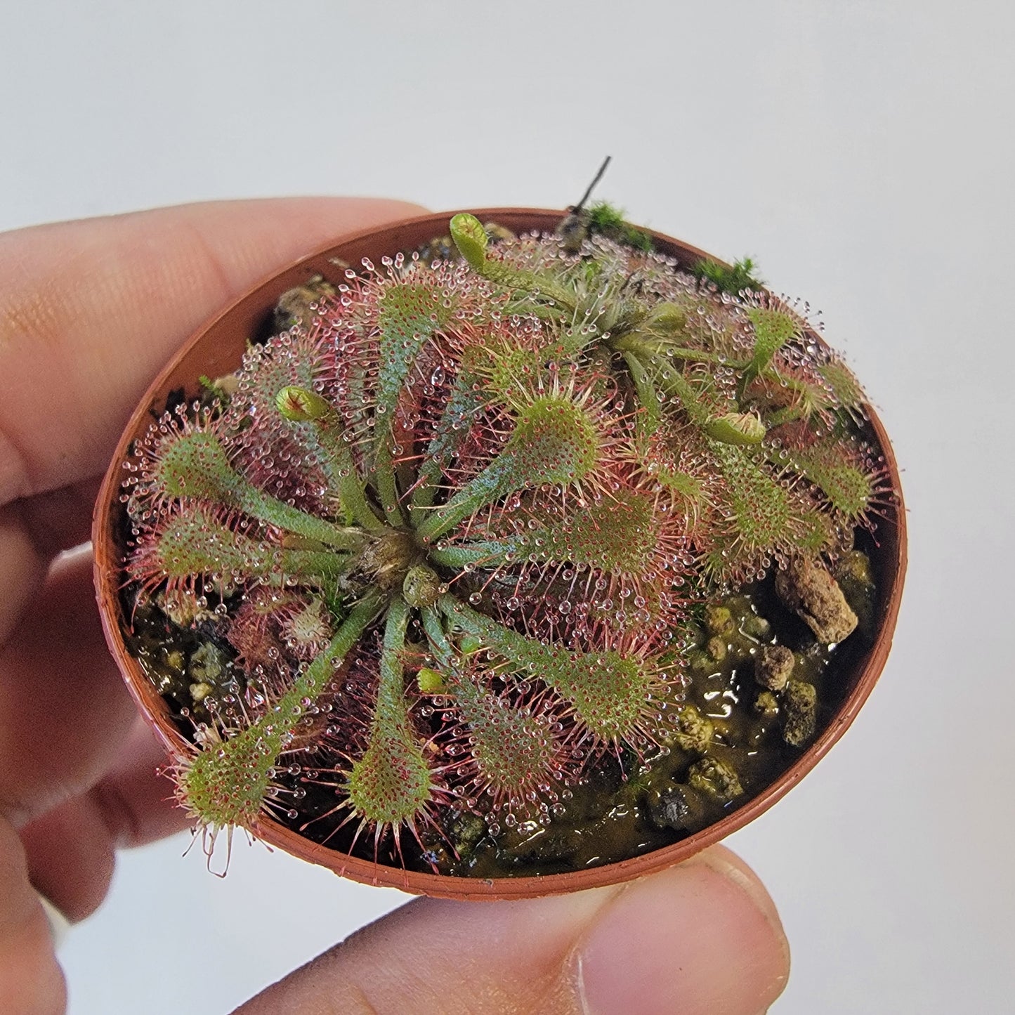Drosera spathulata