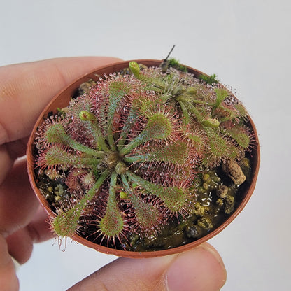 Drosera spathulata