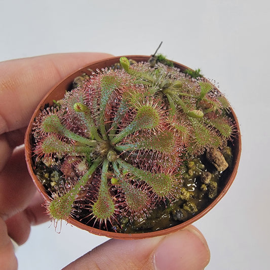 Drosera spathulata