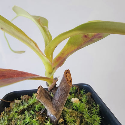 Nepenthes thorelii x maxima (x Rokko) MBRS clone