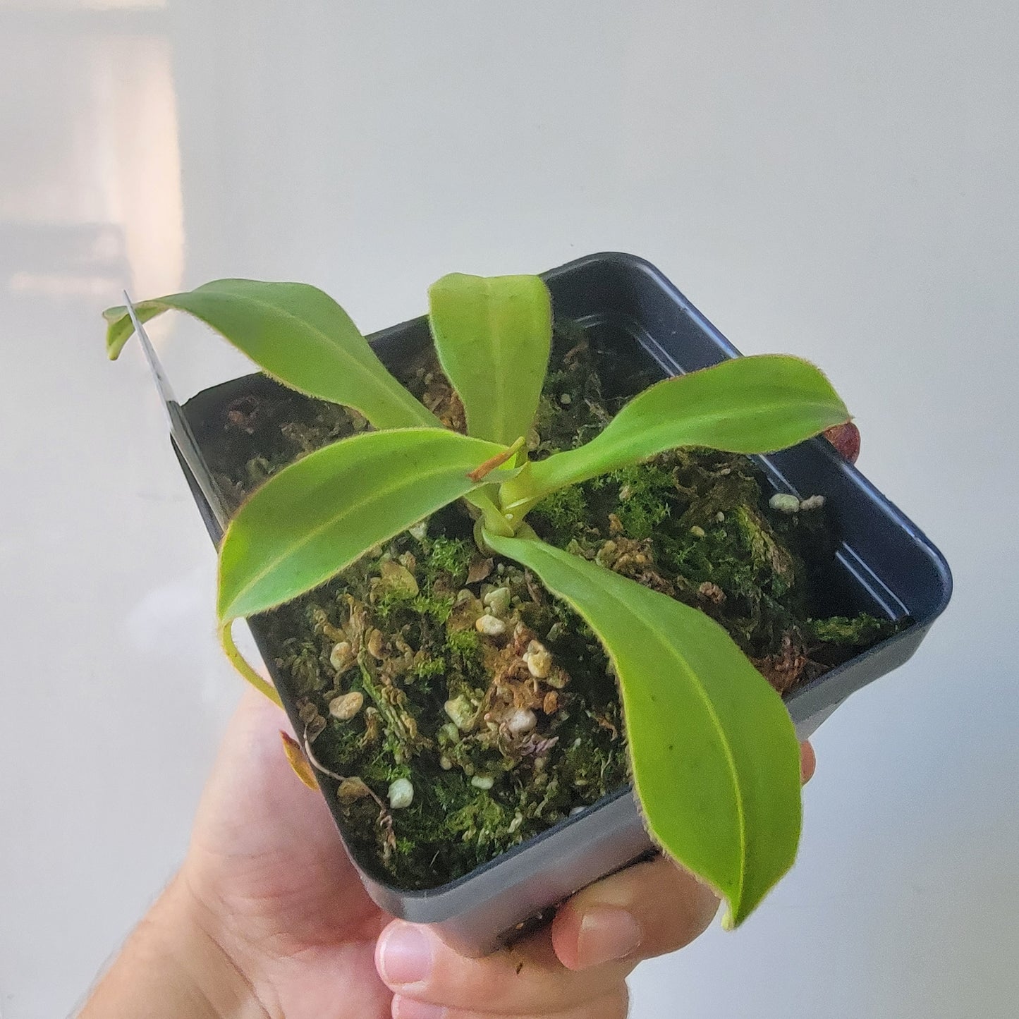 Nepenthes talangensis x glandulifera BE