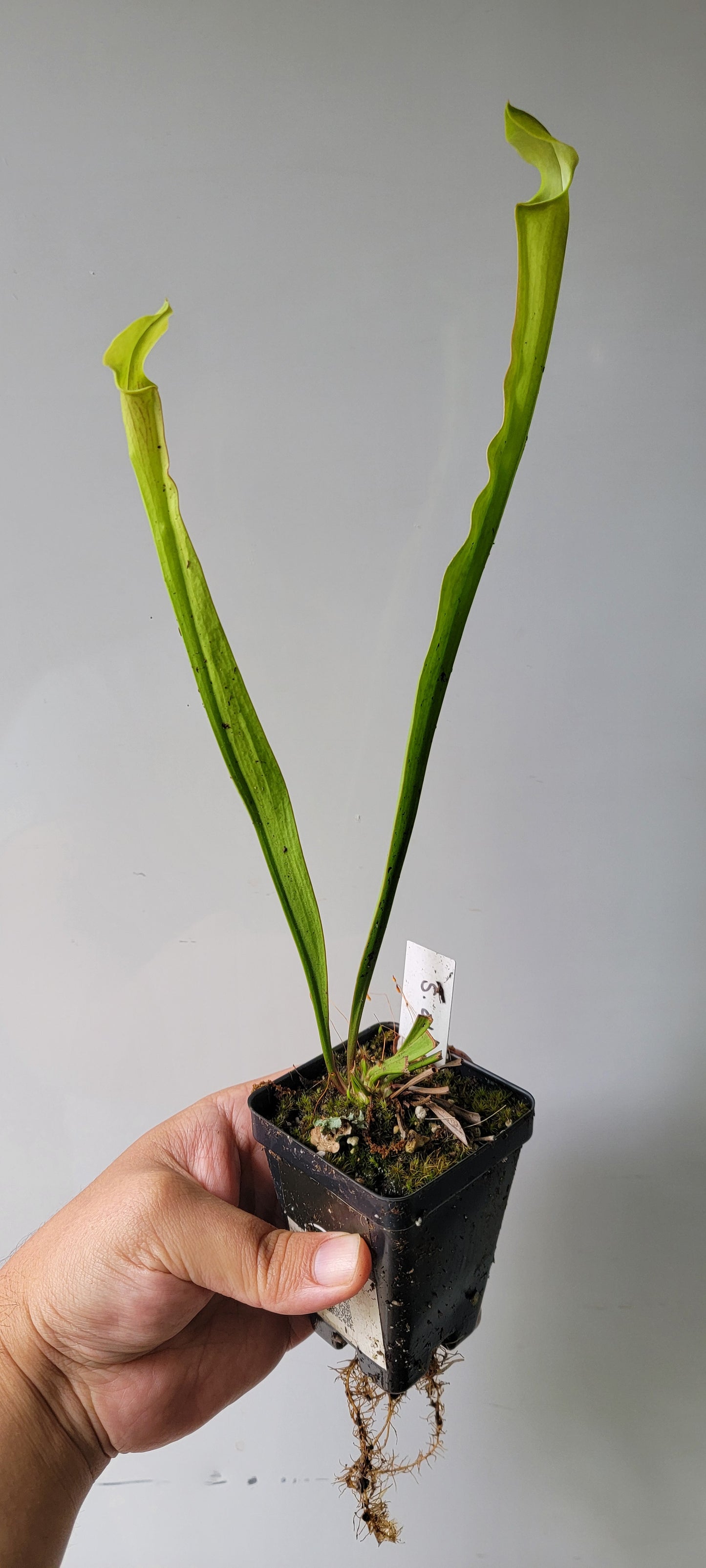 Sarracenia alata