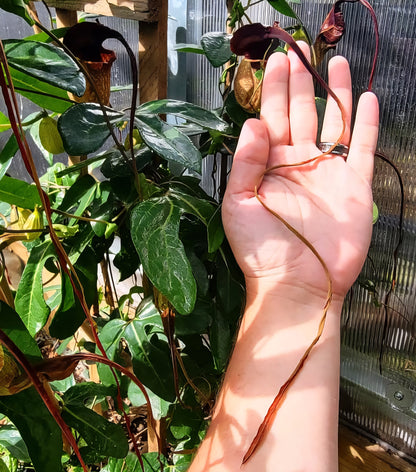 Aristolochia macroura