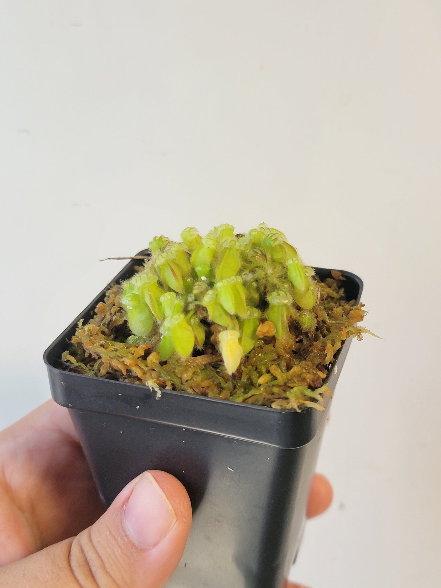 Cephalotus follicularis BCP