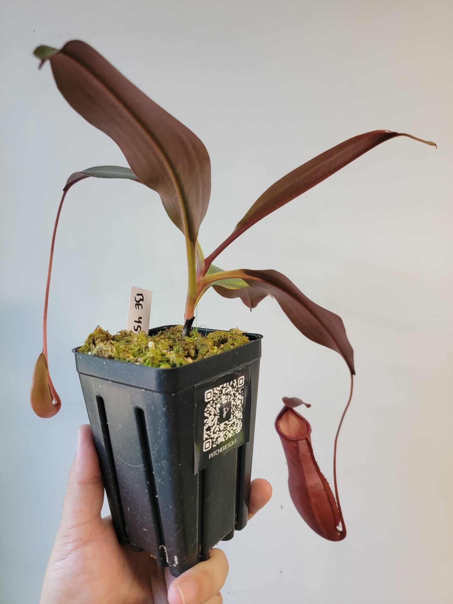 Nepenthes mira x peltata BE