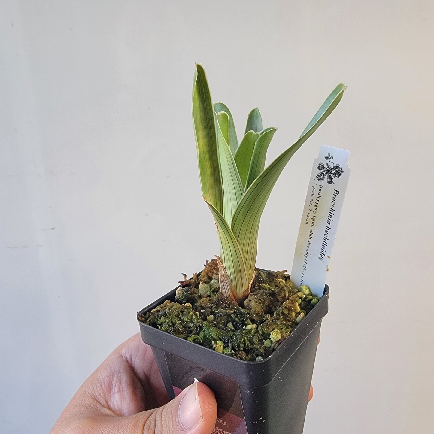 Brocchinia hechtioides (pygmy form) BCP