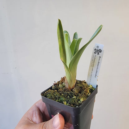 Brocchinia hechtioides (pygmy form) BCP