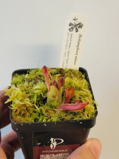 Heliamphora minor BCP