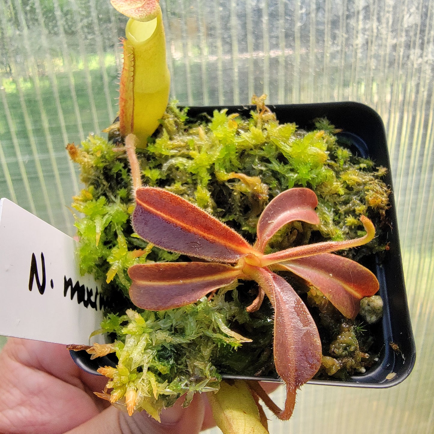 Nepenthes maxima purple wavy leaf BE