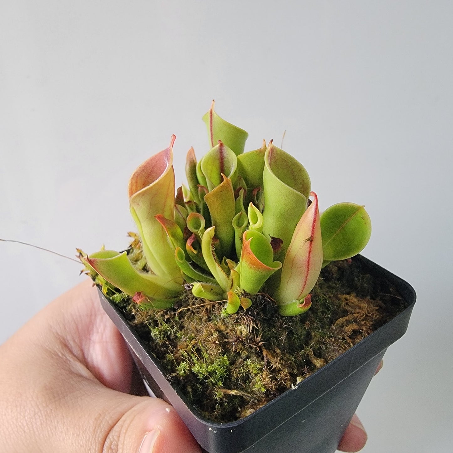 Heliamphora minor