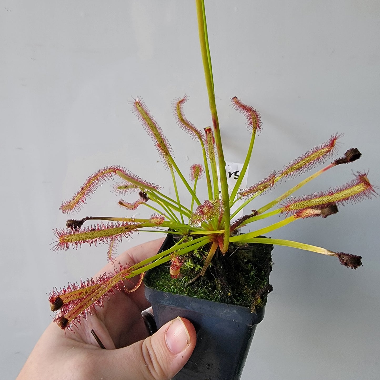 Drosera capensis SG