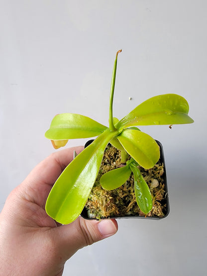 Nepenthes "Ventrata"