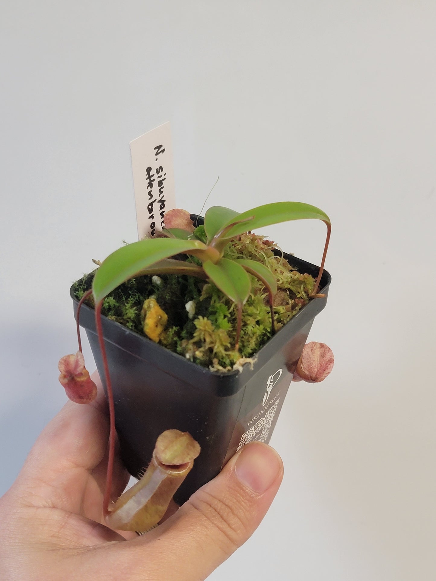 Nepenthes sibuyanensis x attenboroughii BE