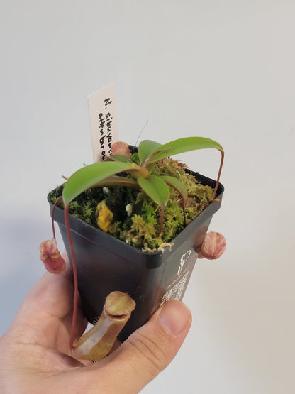 Nepenthes sibuyanensis x attenboroughii BE
