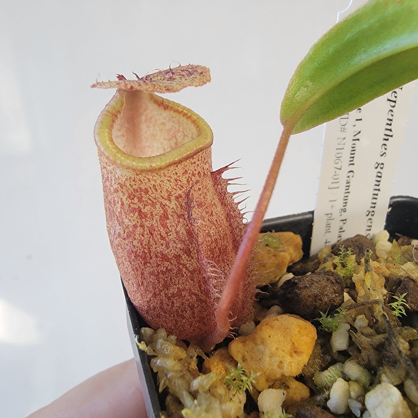 Nepenthes gantungensis BCP