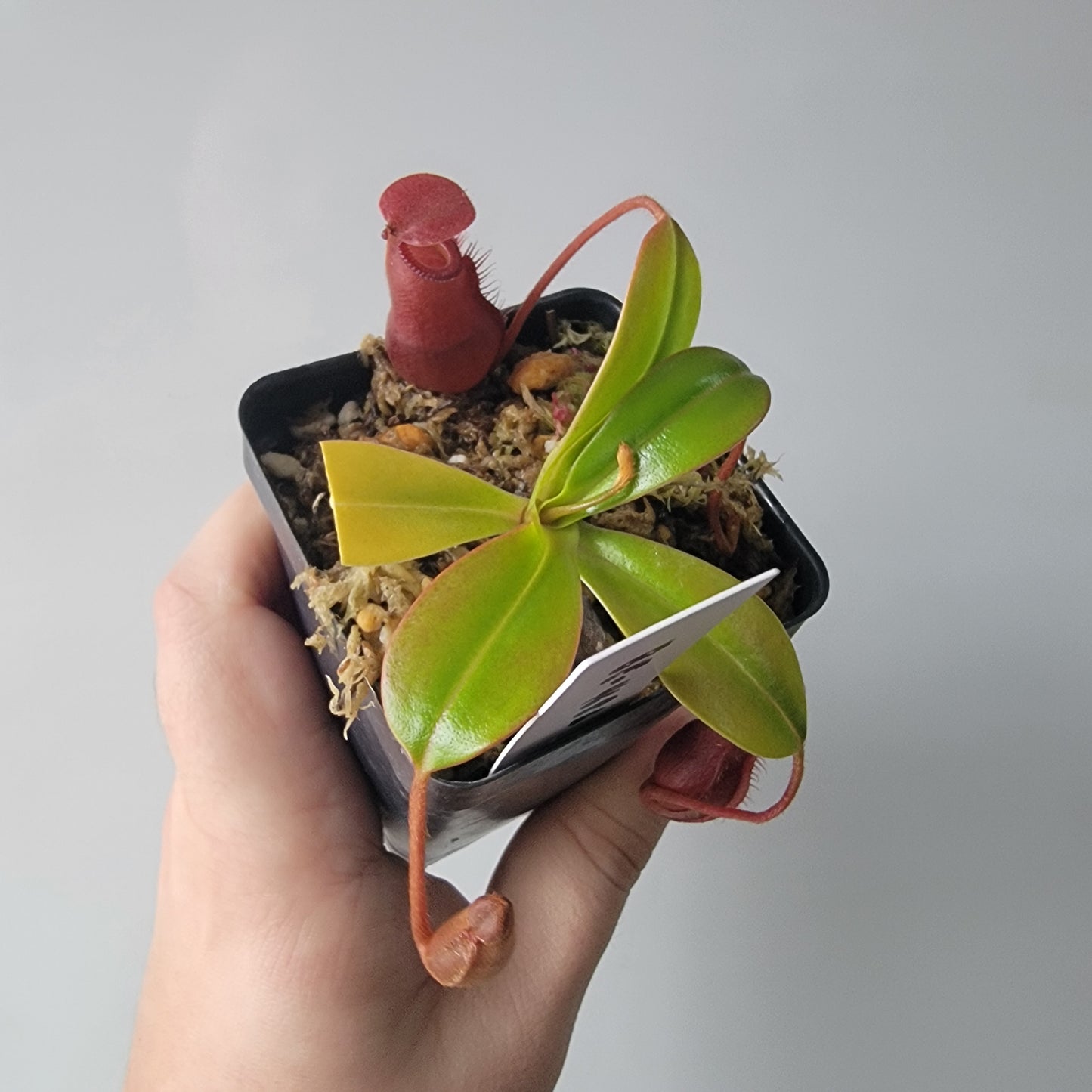Nepenthes villosa x ventricosa BE
