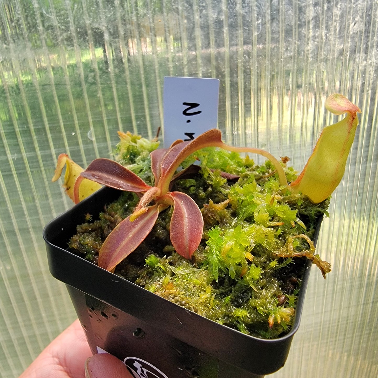 Nepenthes maxima purple wavy leaf BE