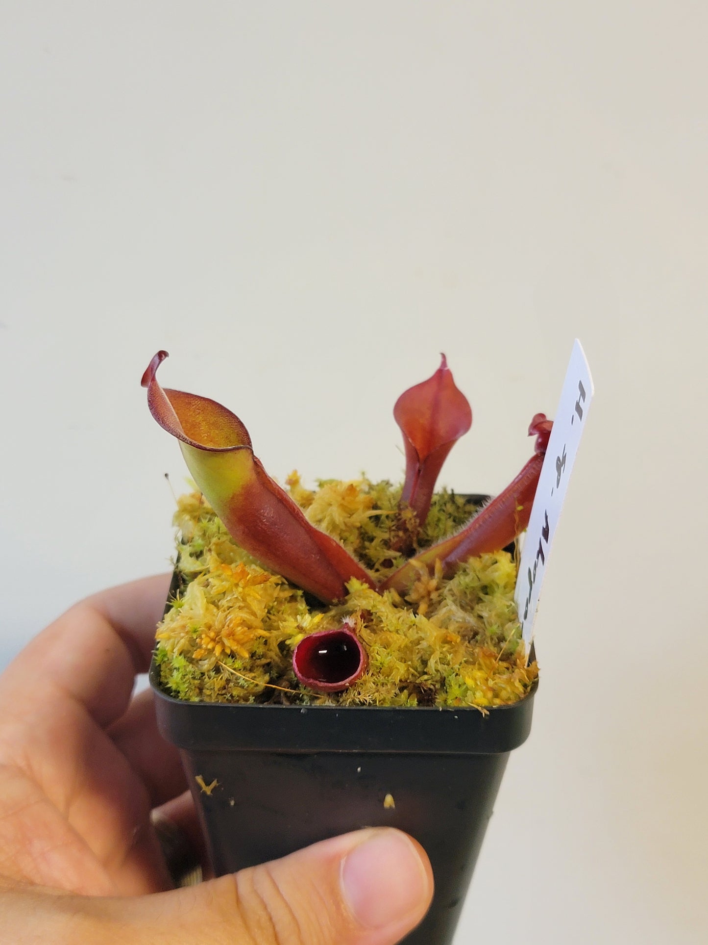 Heliamphora sp. Akopan BCP