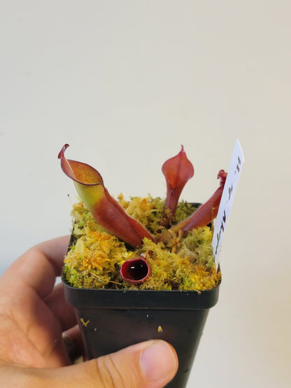 Heliamphora sp. Akopan BCP