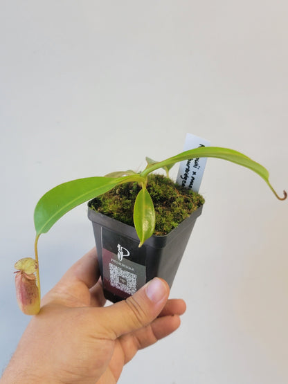 Nepenthes xTrusmadiensis x burbidgeae BE