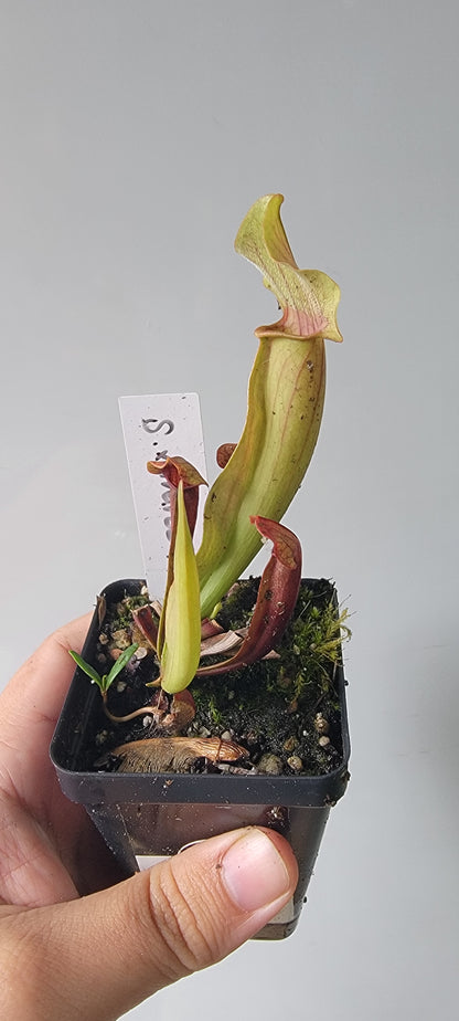 Sarracenia "Maroon"
