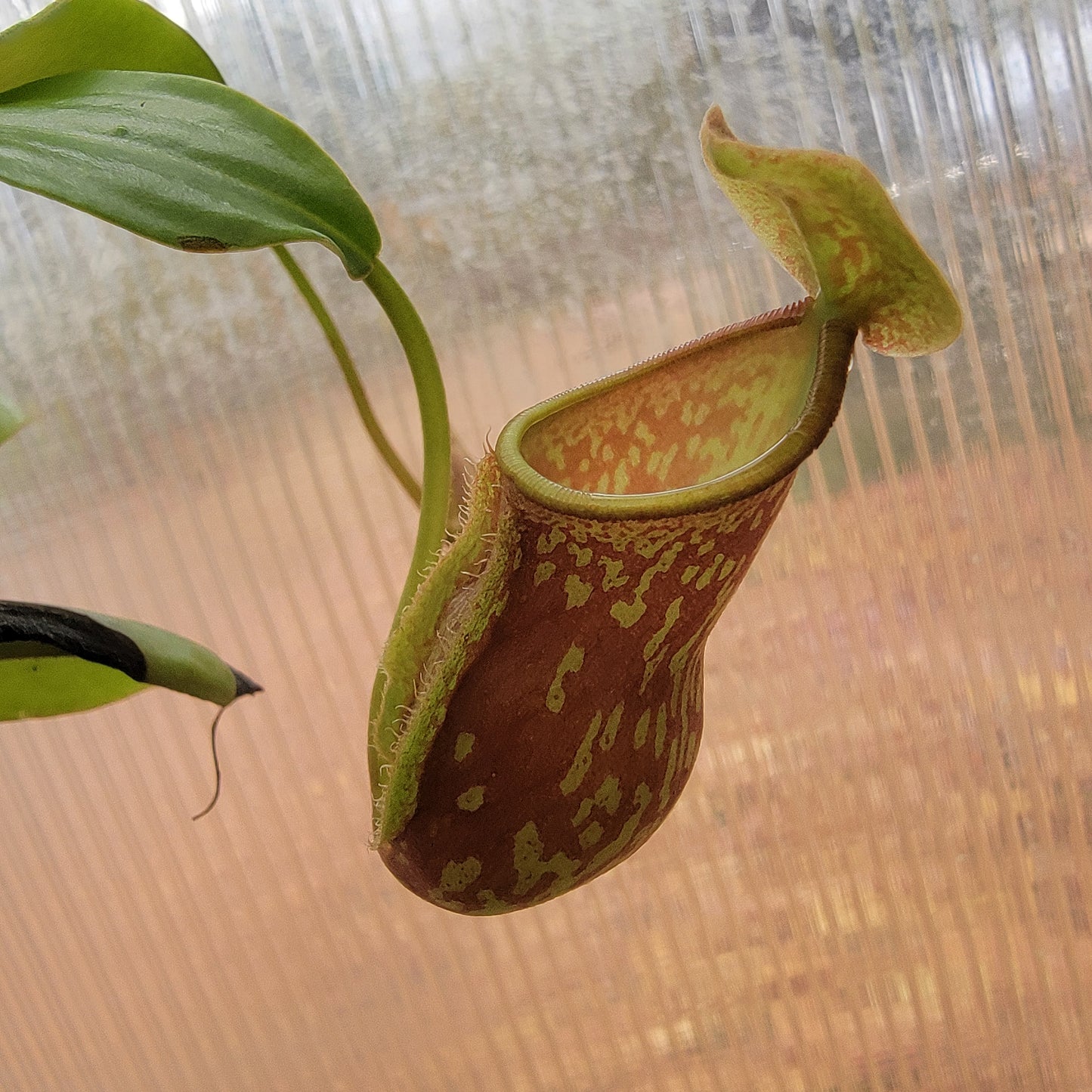 Nepenthes "St. Gaya"