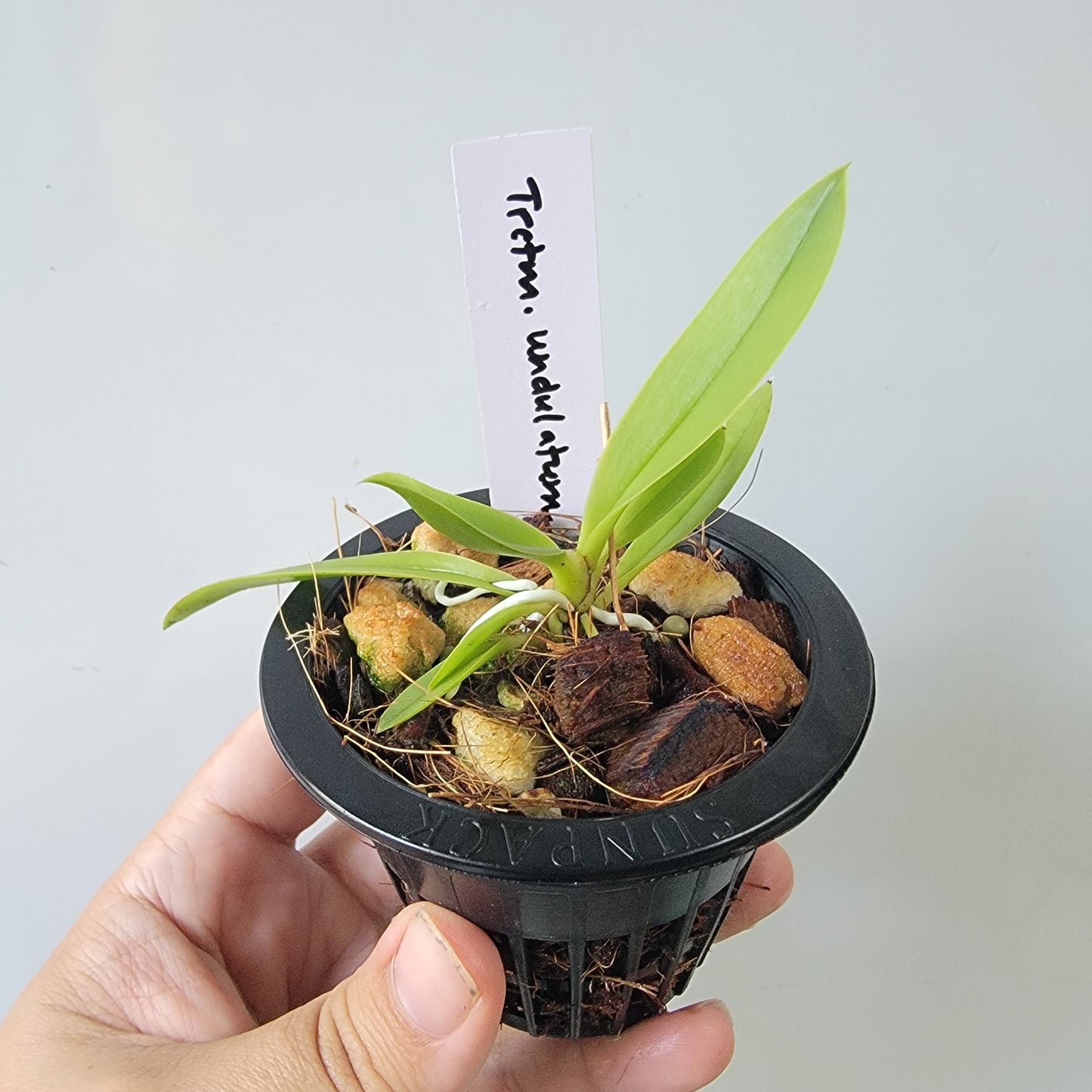 Trichocentrum undulatum Orchid