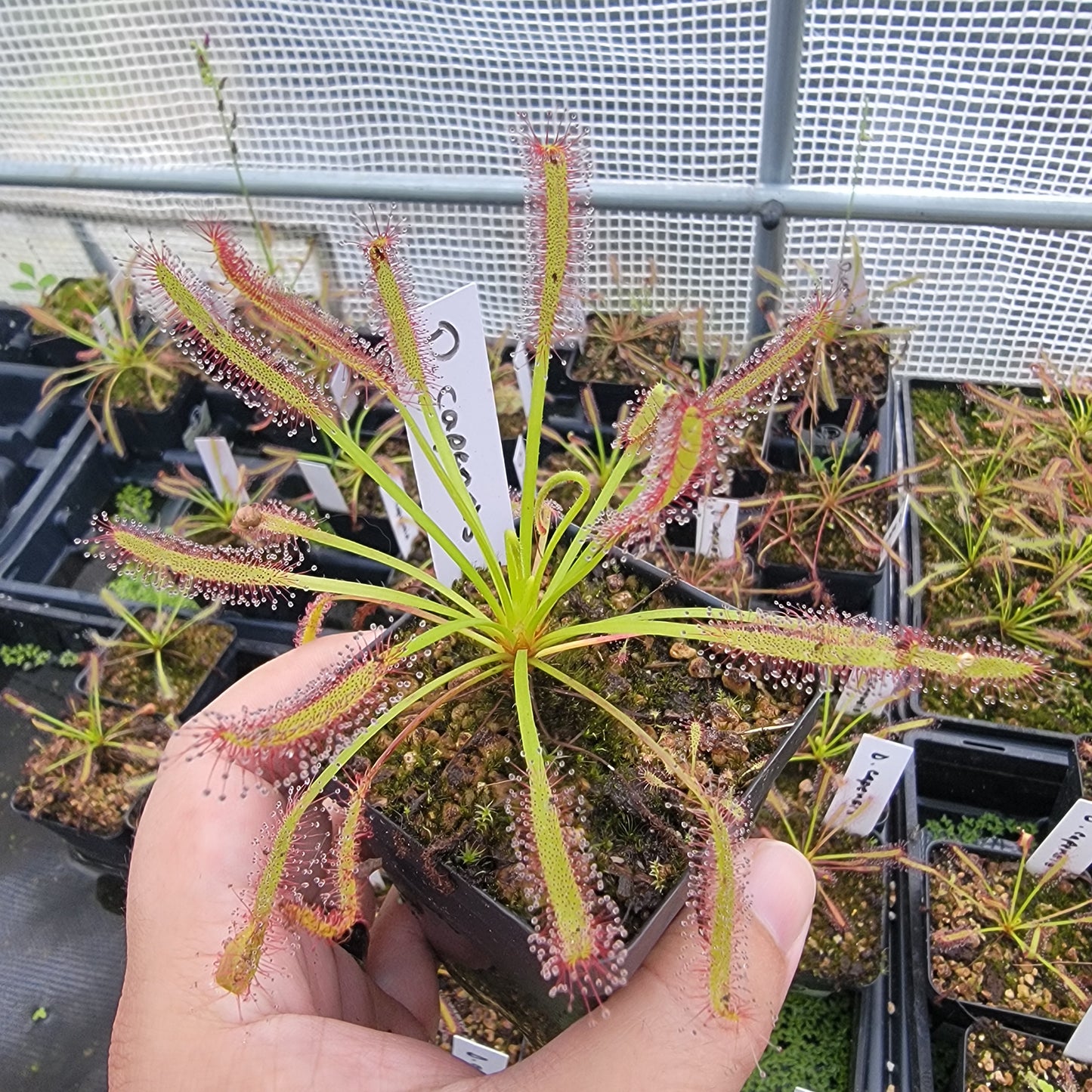 Drosera capensis SG