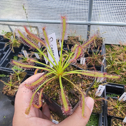 Drosera capensis SG