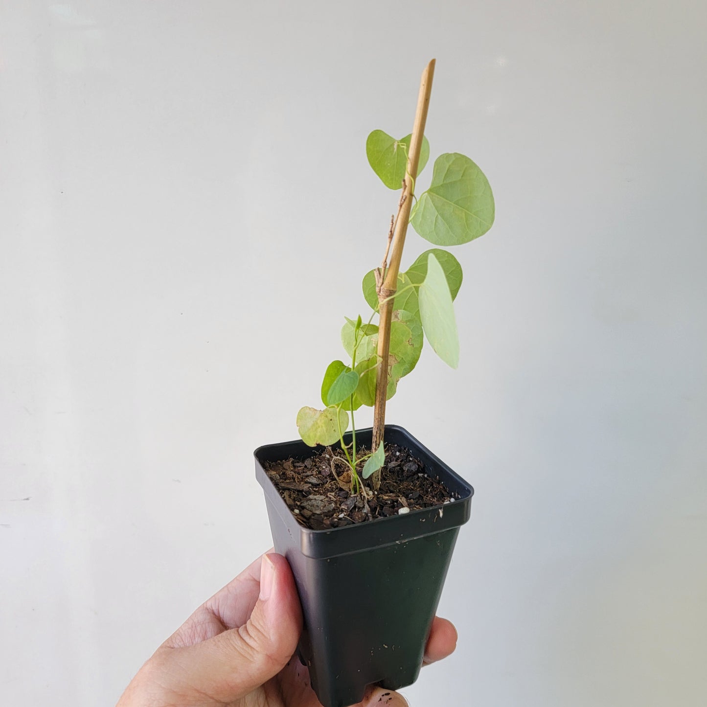 Aristolochia argentina