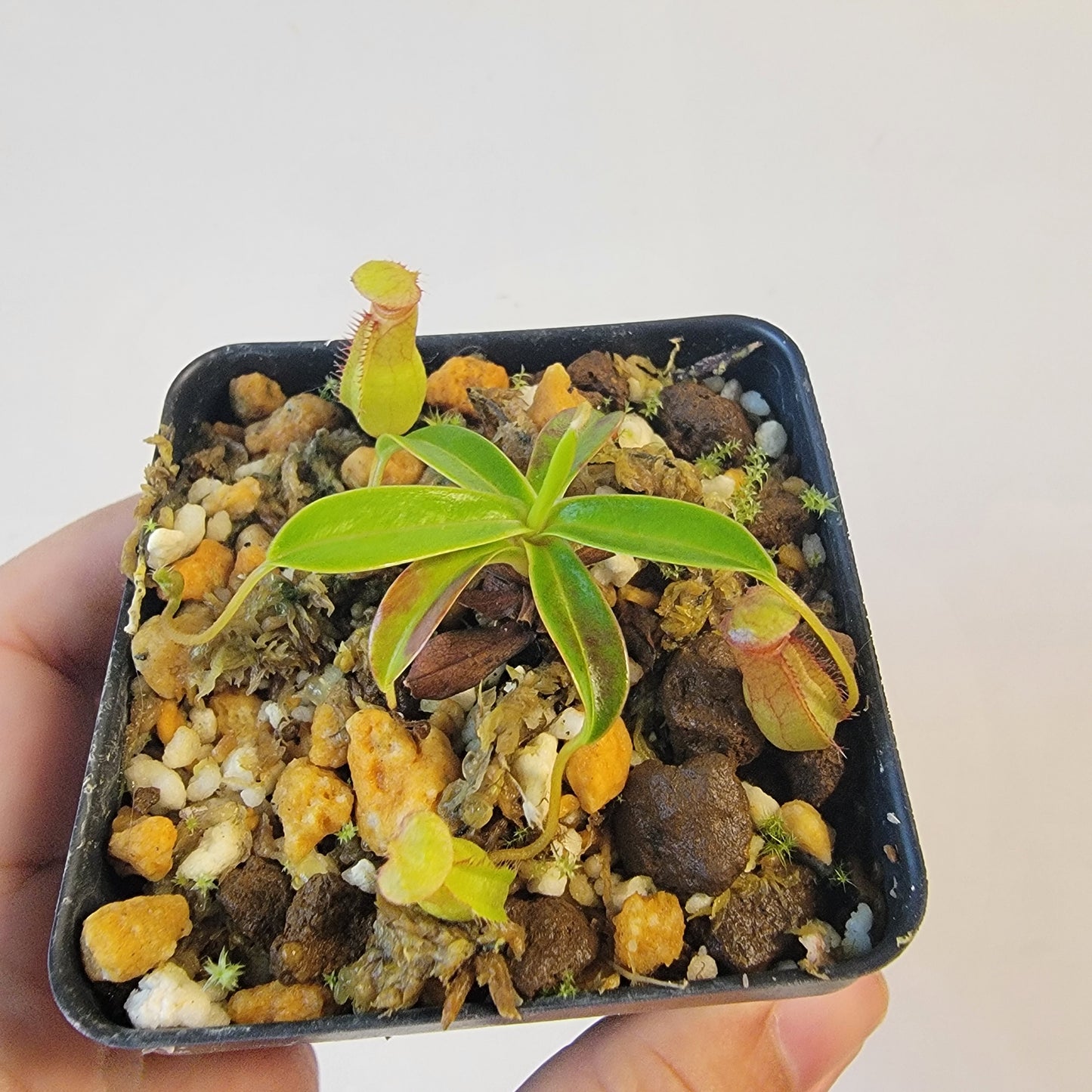 Nepenthes pervillei BCP