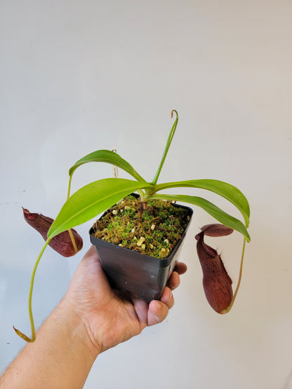 Nepenthes singalana x ventricosa x robcantleyi BE