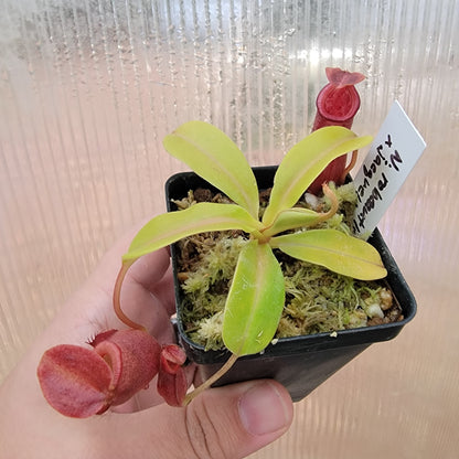 Nepenthes robcantleyi x jacquelineae BE