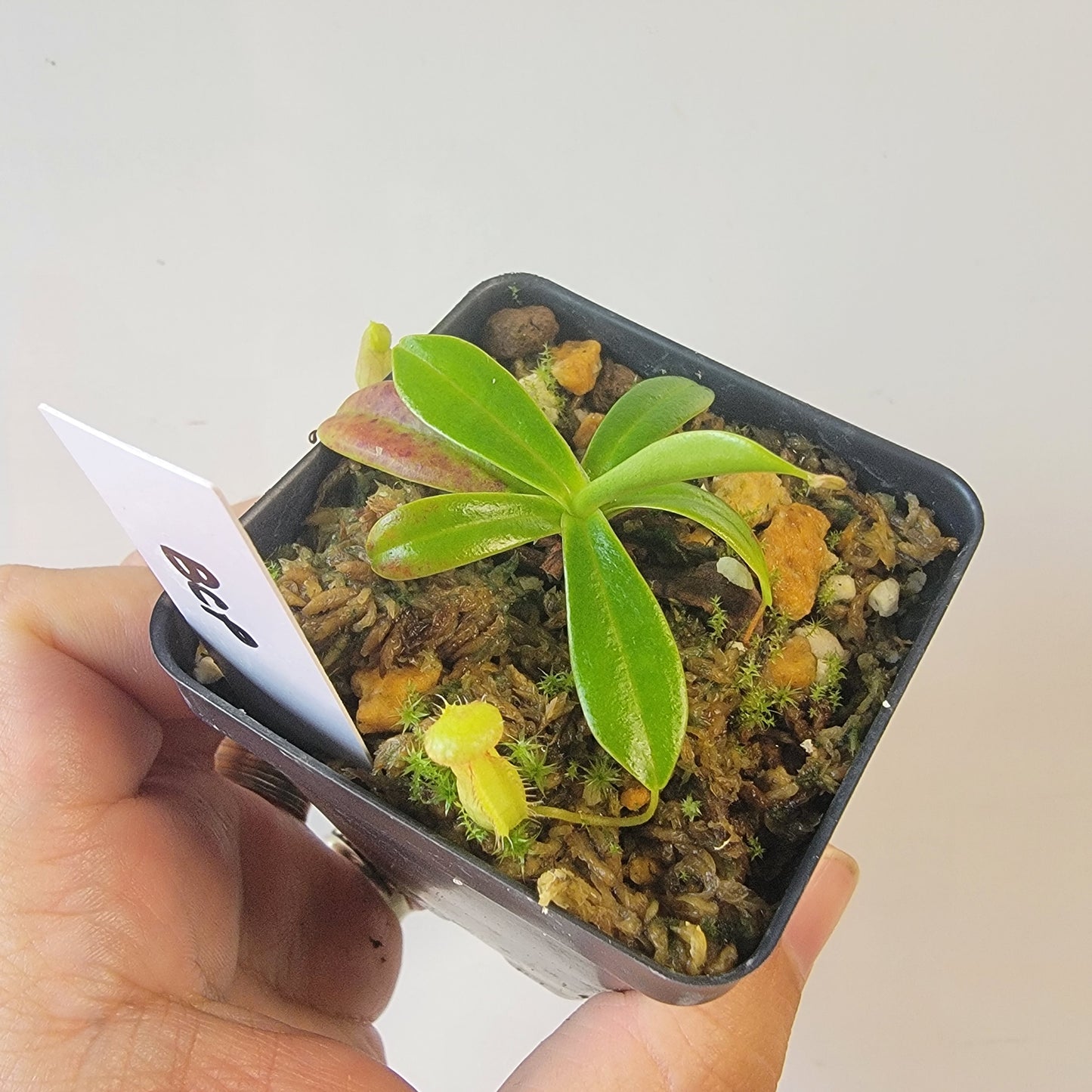 Nepenthes pervillei BCP