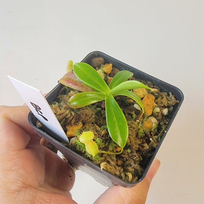Nepenthes pervillei BCP