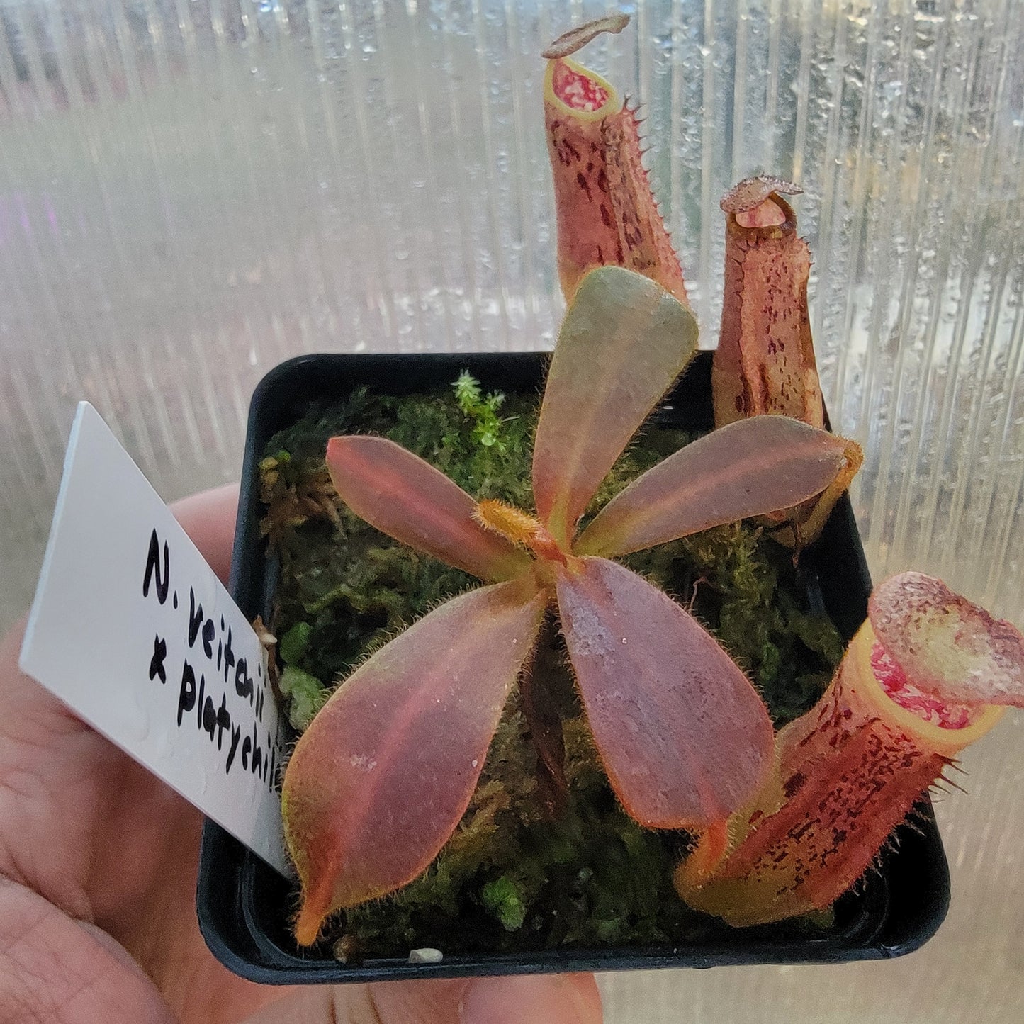 Nepenthes veitchii x platychila BE