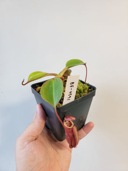 Nepenthes robcantleyi x palawanensis BE