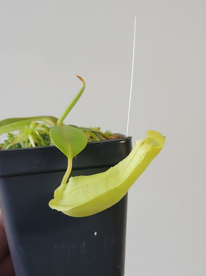 Nepenthes reinwardtiana BE