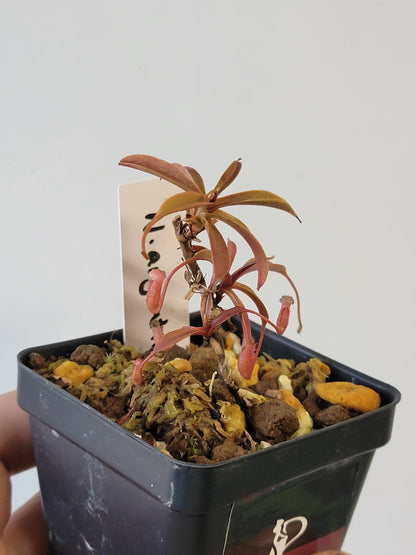 Nepenthes argentii BCP