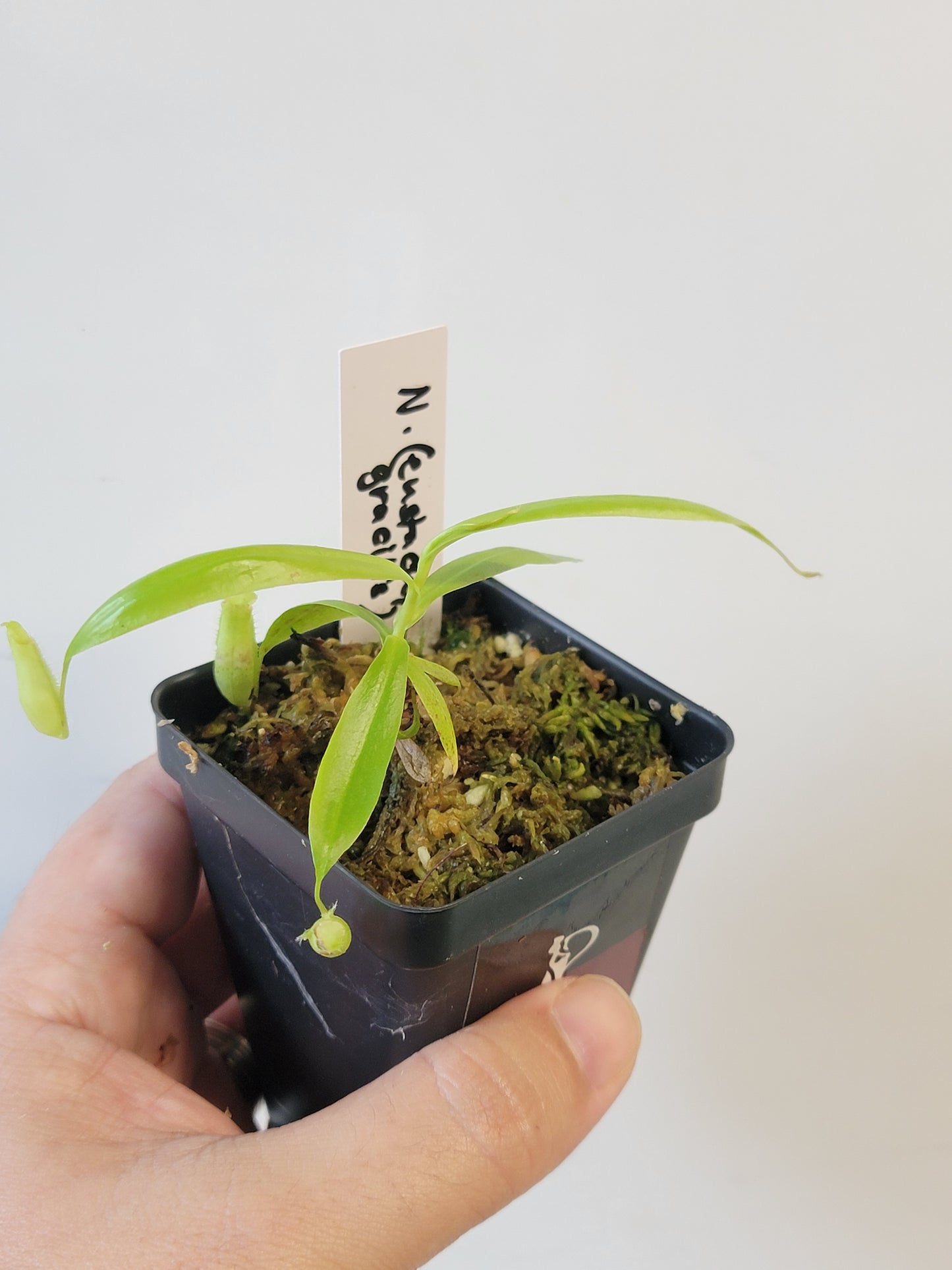 Nepenthes eustachya x gracilis BCP