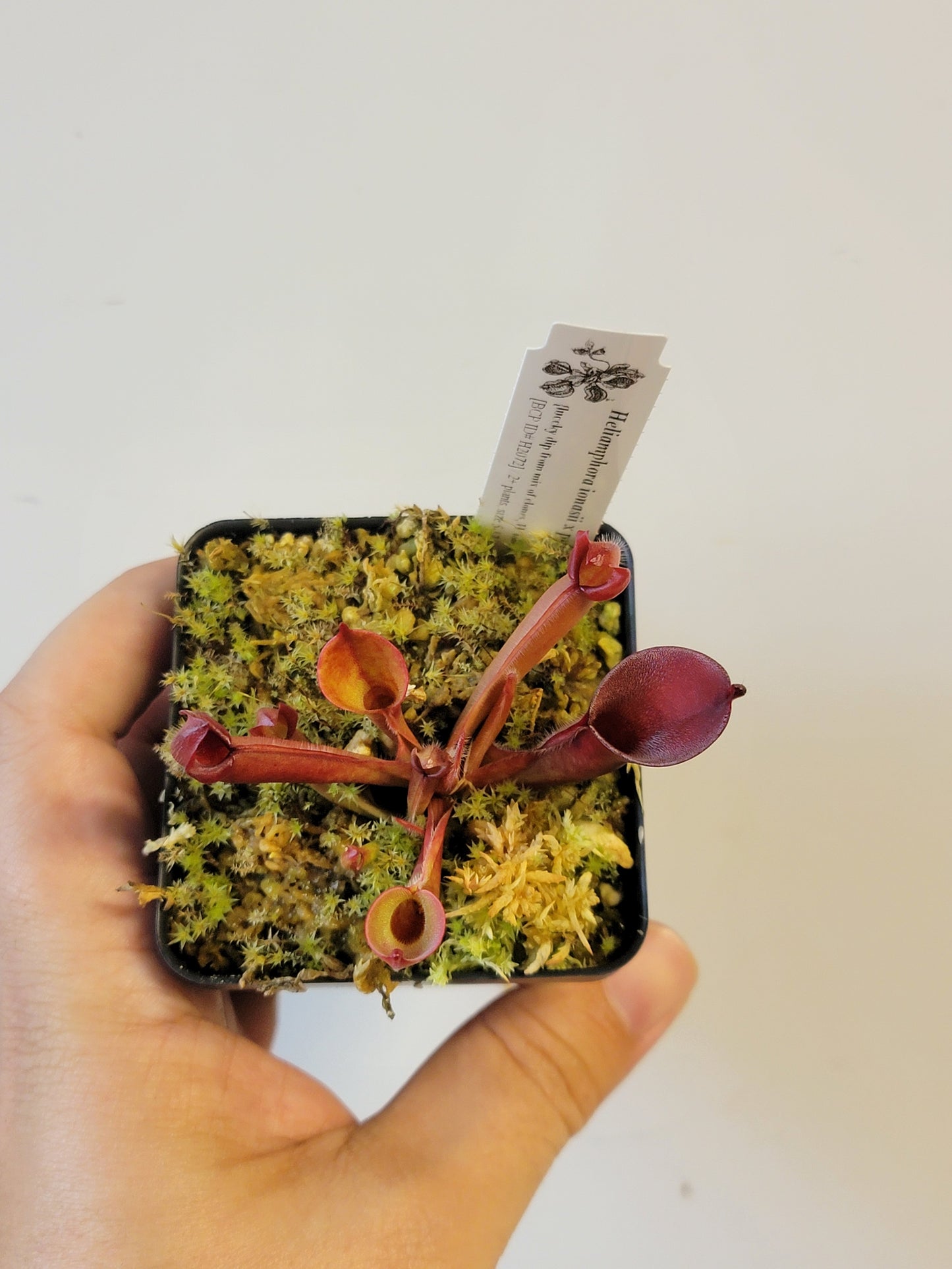 Heliamphora ionasii x pulchella BCP